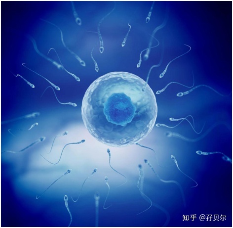 在哈尔滨医科大学附属医院做供卵试管代生费用可以选择性别吗？