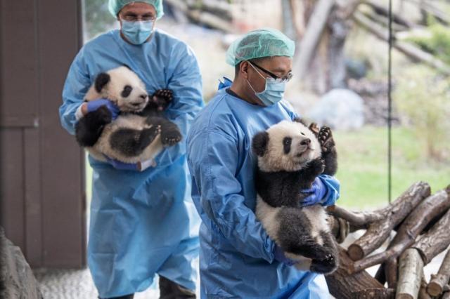 麦宣成试管供卵生子医生的做供卵借卵代怀试管怎么样？