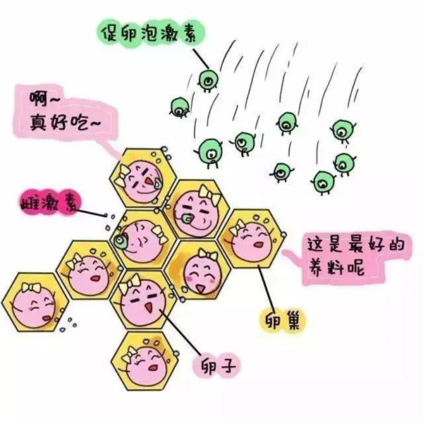国内借卵做试管费用3万元起!听说济源市这里能借卵做供卵代怀代生