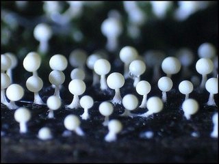1个成熟卵泡受精后有机会怀上双胞胎吗？同卵双胞胎了解一下