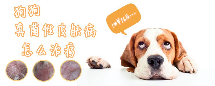 打了破卵针第四天着床了吗